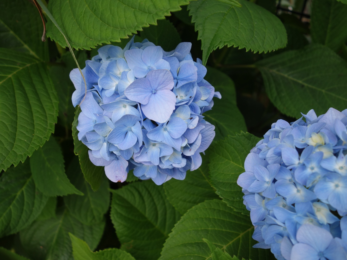 アジ サイ（紫陽花）の花