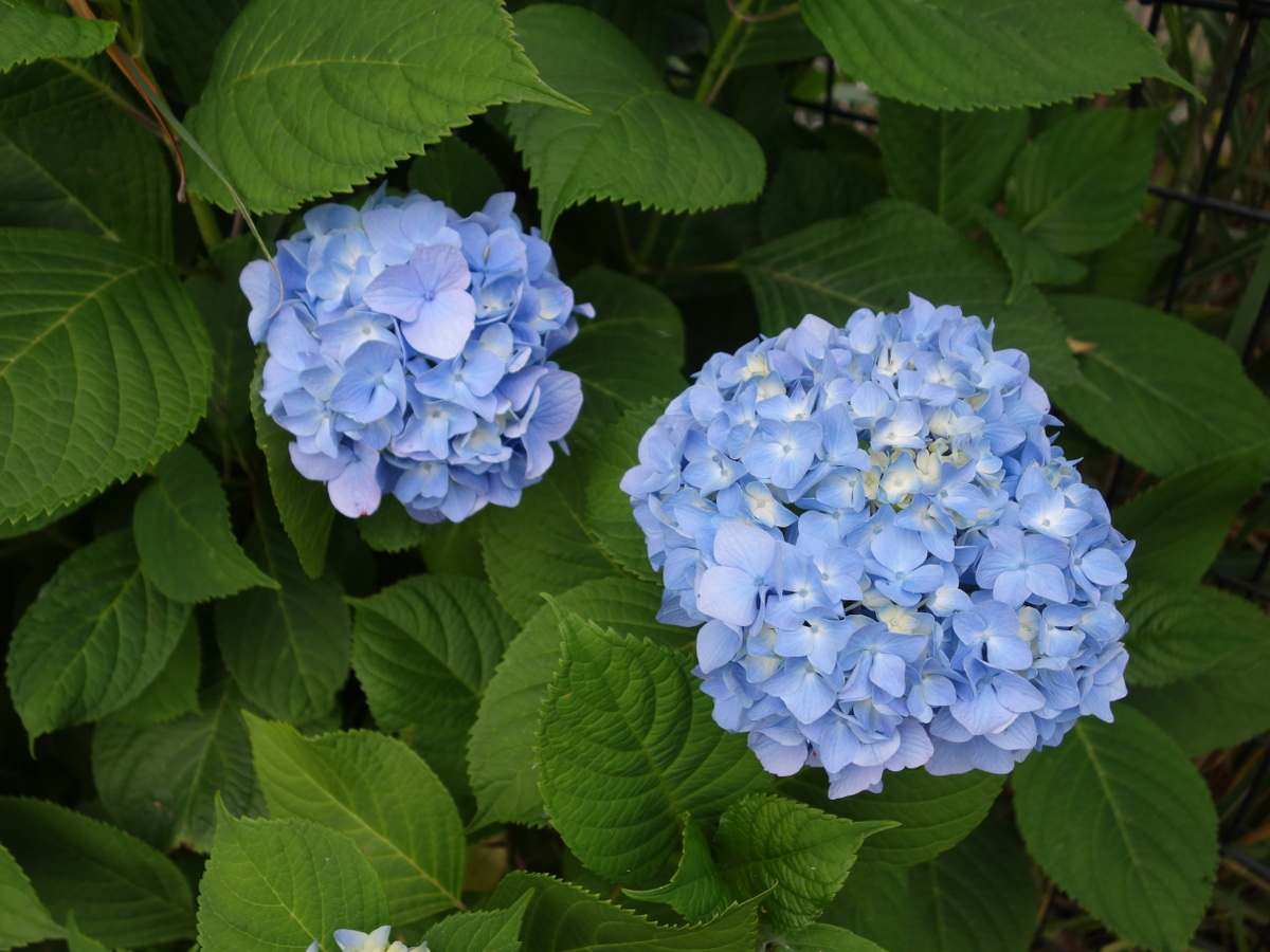 アジ サイ(紫陽花)の花