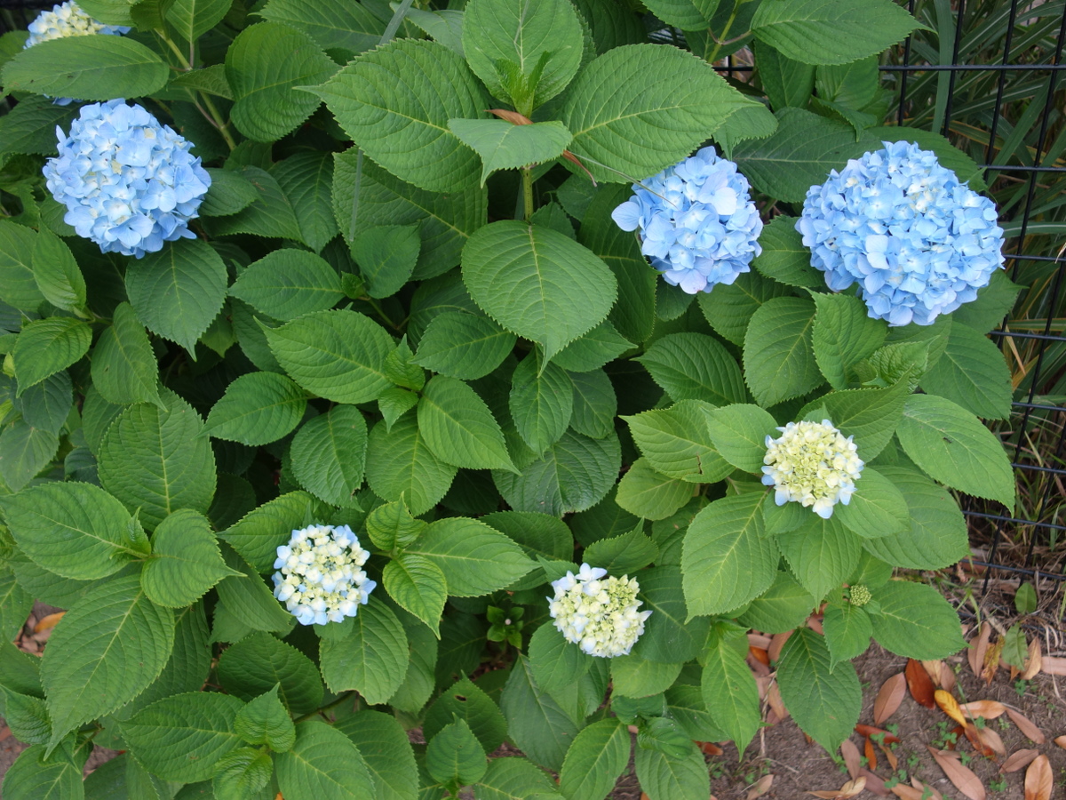 アジ サイ(紫陽花)の花