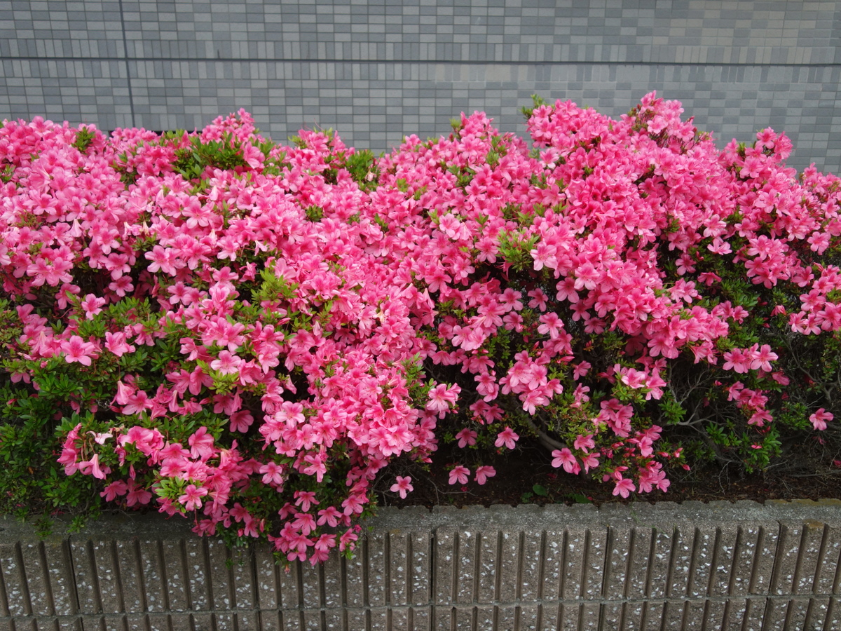 ツツ ジ（躑躅）の花