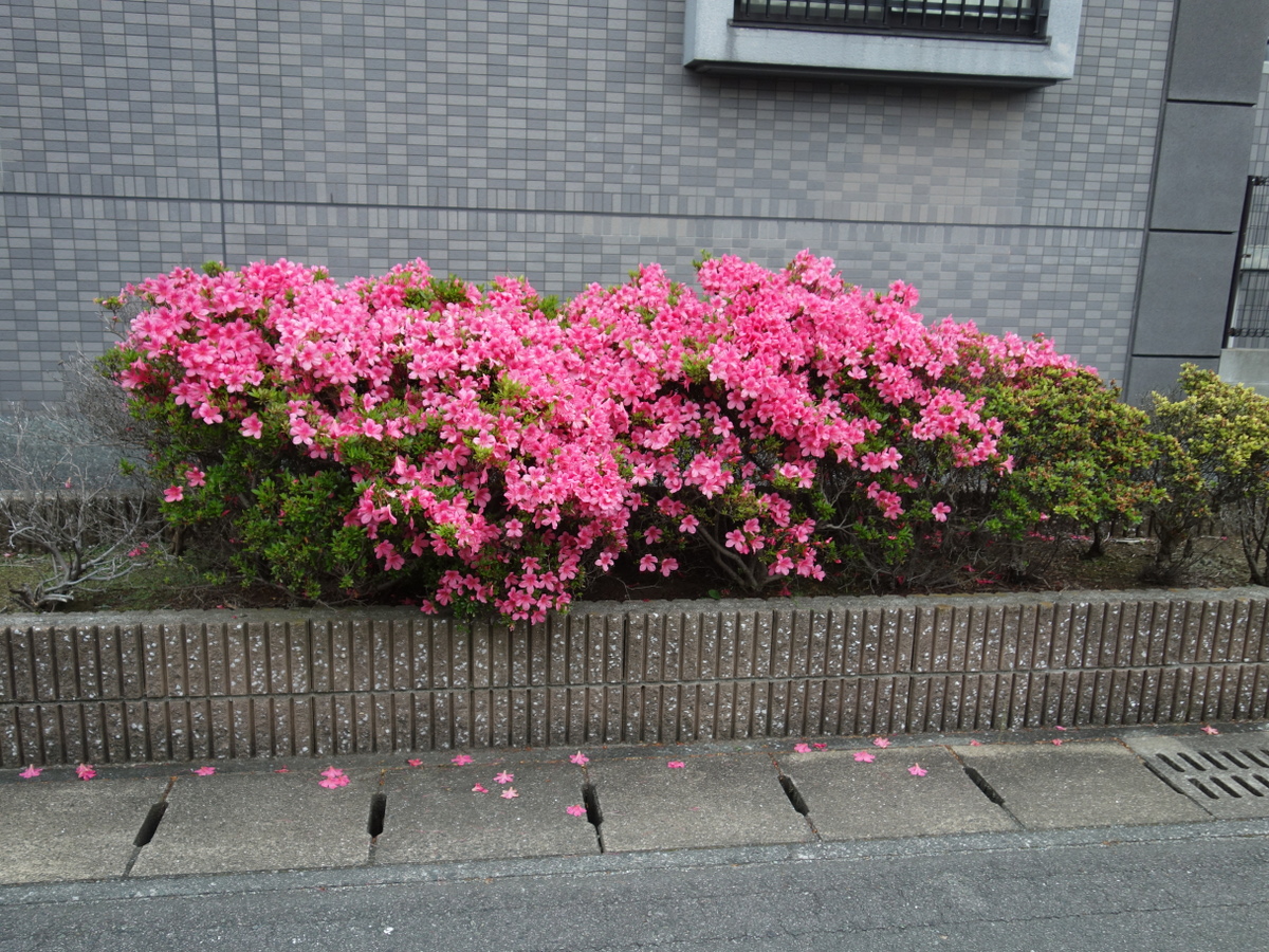 ツツ ジ（躑躅）の花