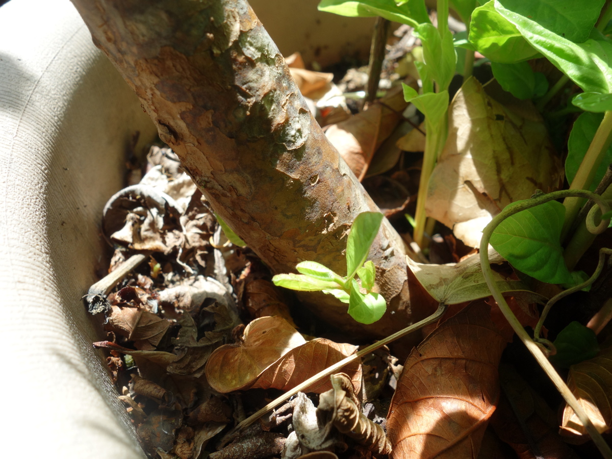 バンシルー／バンジロウ