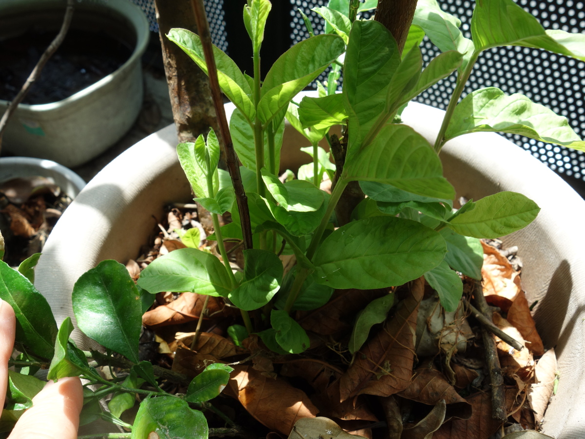 バンシルー／バンジロウ