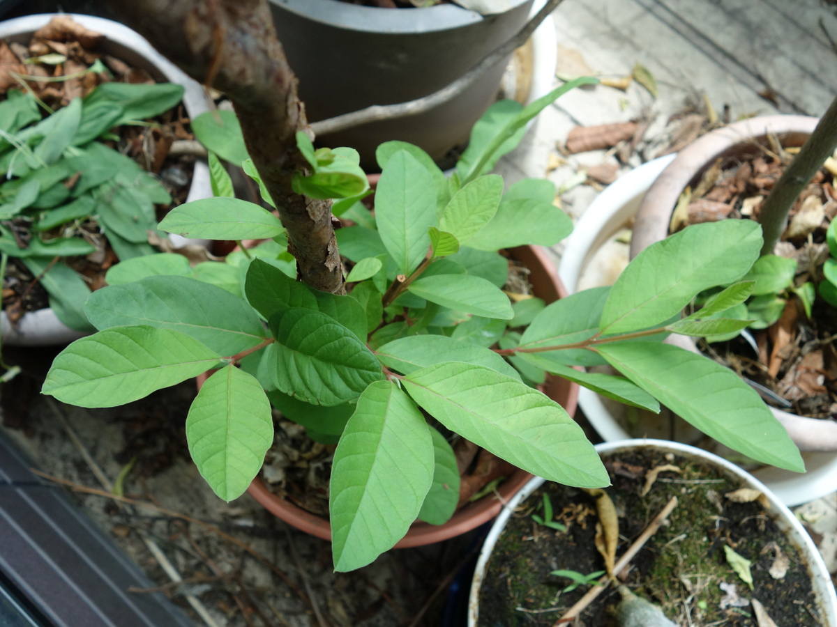 バンシルー／バンジロウ