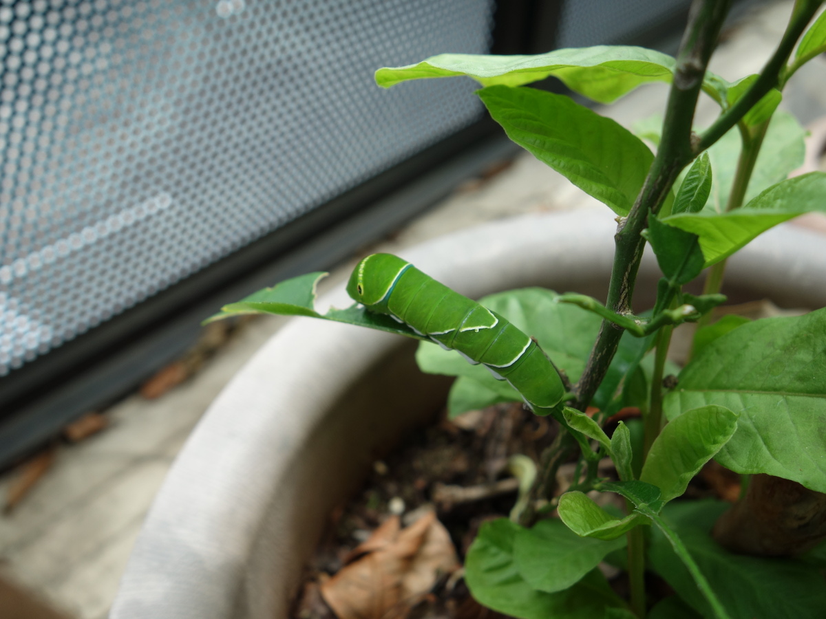 ナミアゲハの幼虫