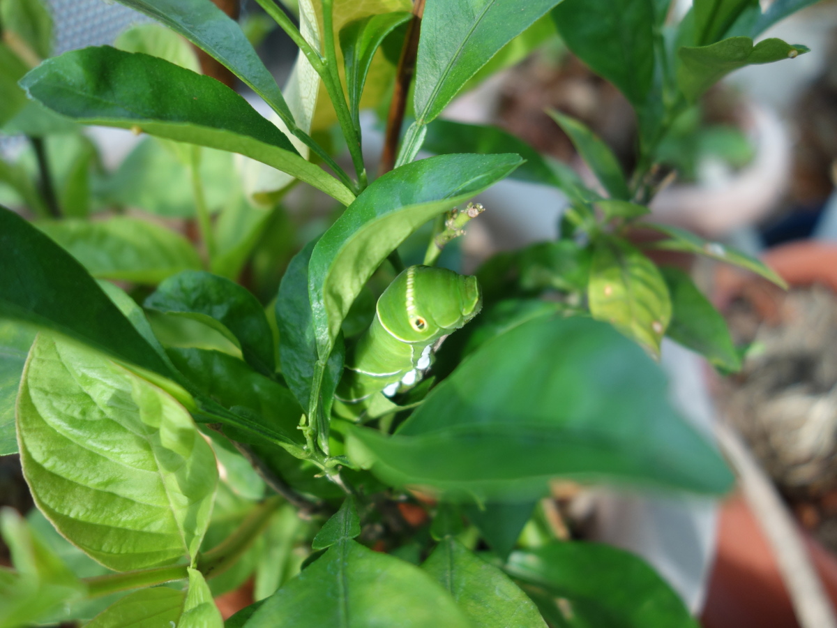 ナミアゲハの幼虫