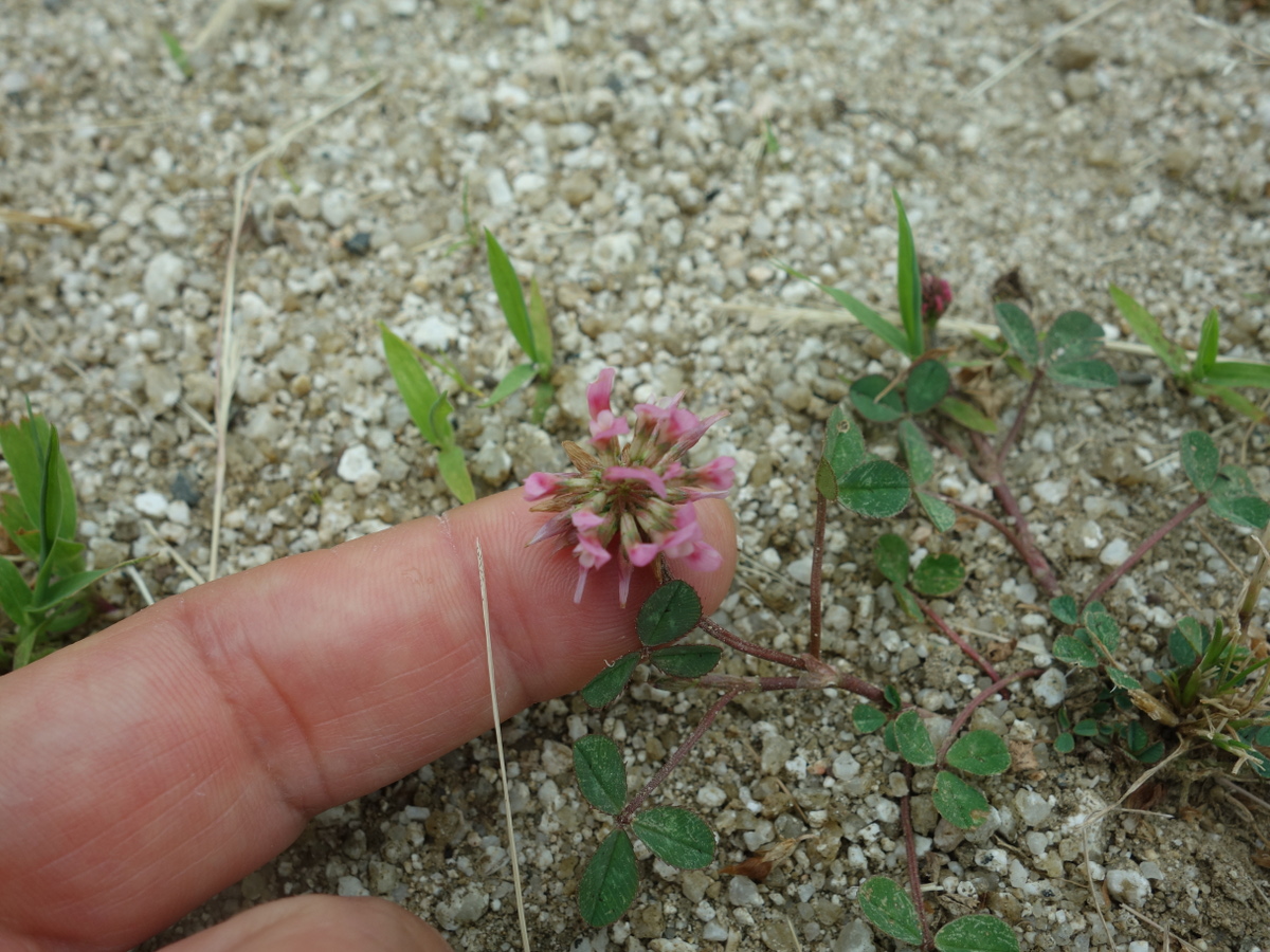 赤いシロツメクサの花