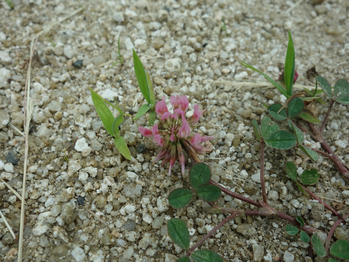 赤いシロツメクサの花