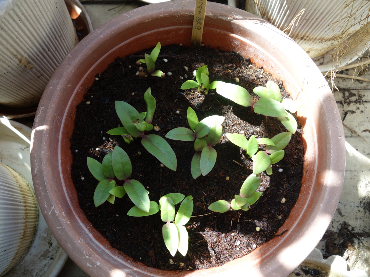 ツルムラサキ赤茎種と緑茎種