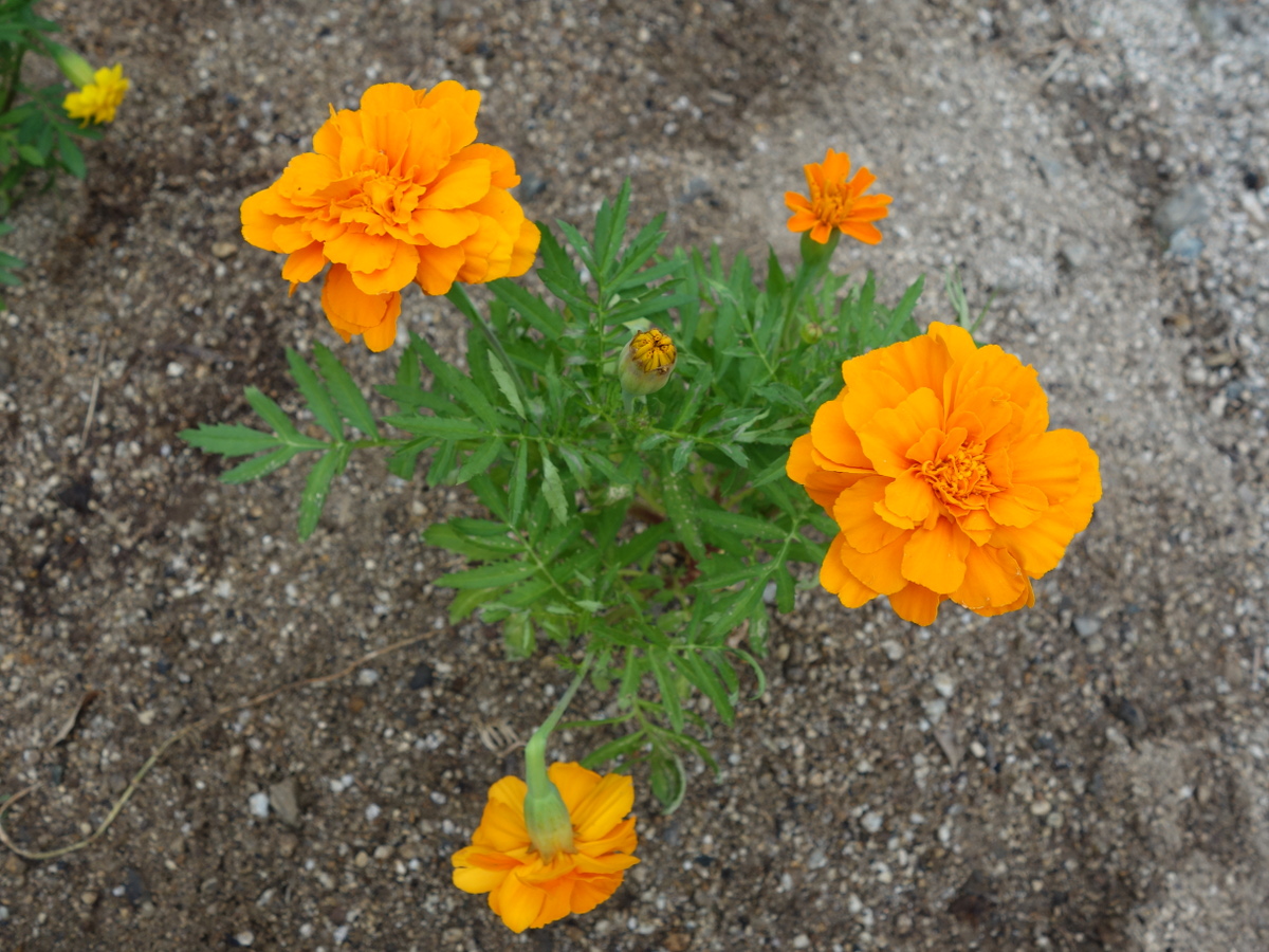 フレ ンチマリーゴールド