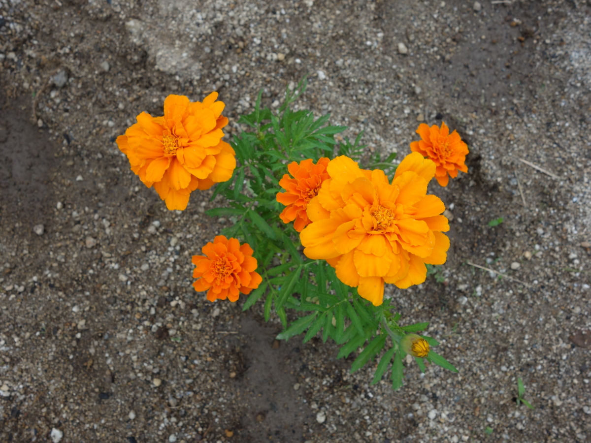 フレ ンチマリーゴールド