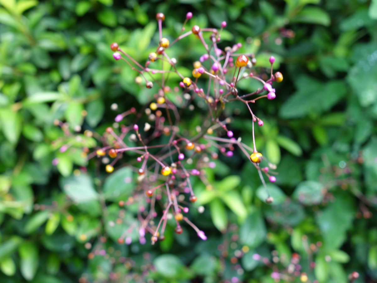 ハゼ ラン(爆蘭)