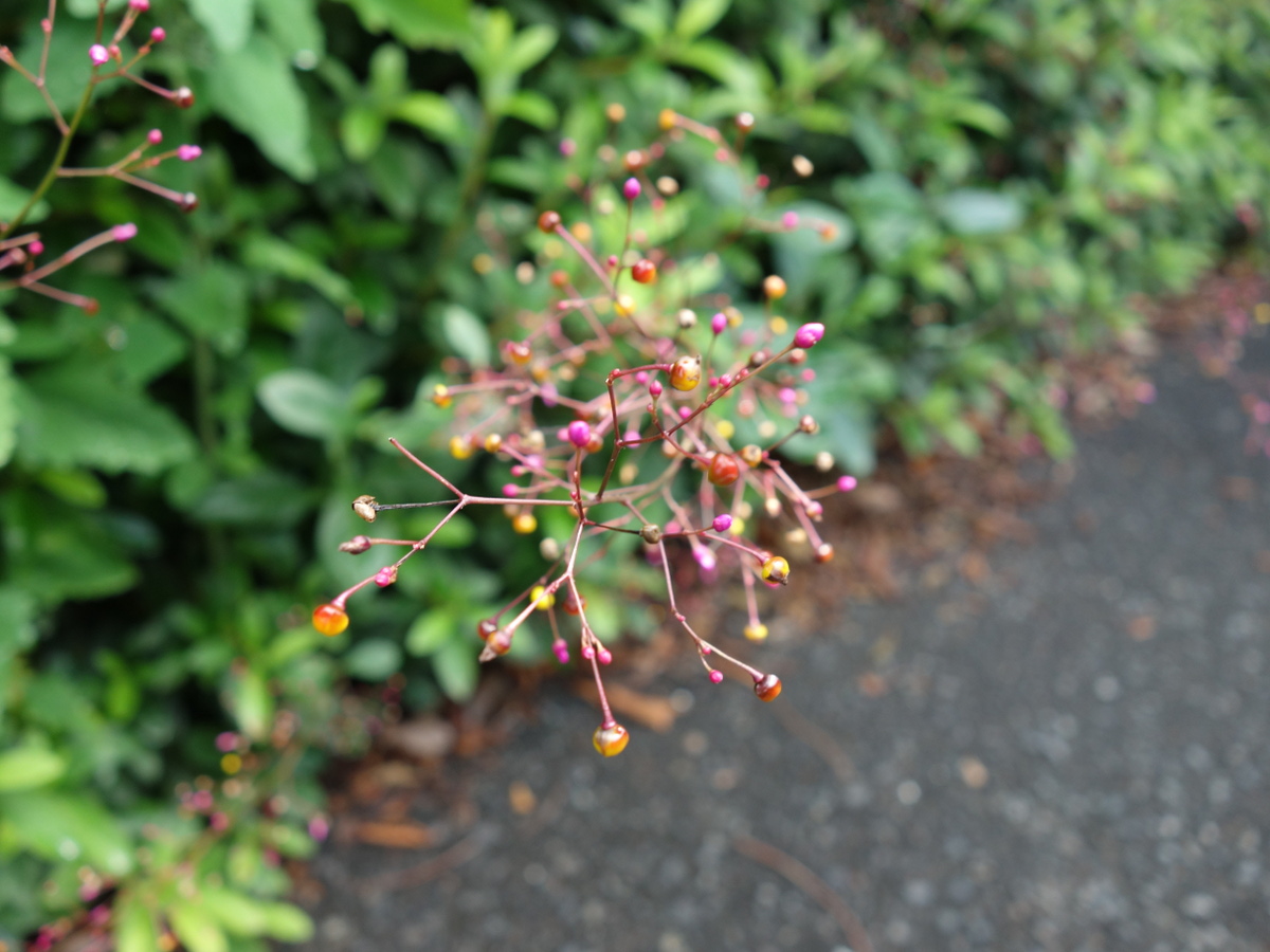 ハゼ ラン(爆蘭)