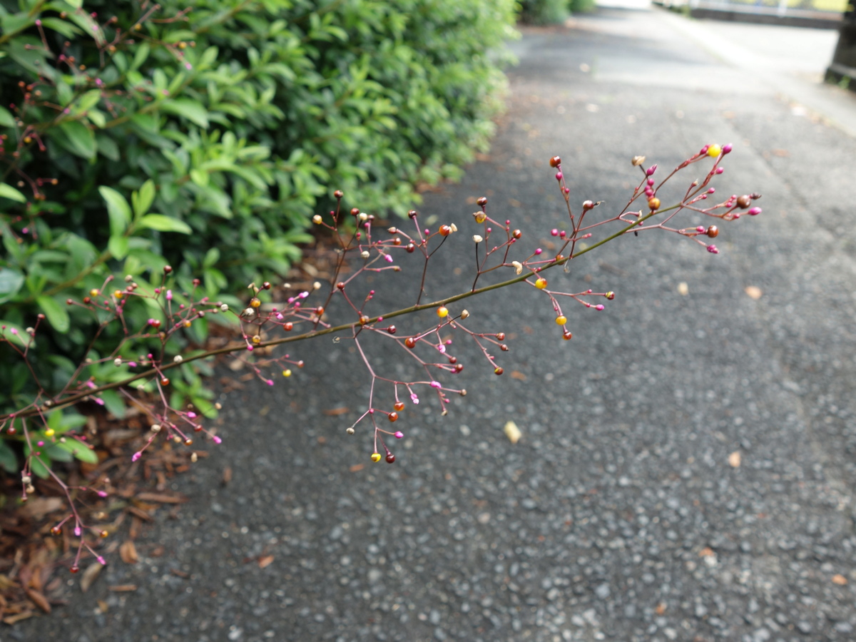 ハゼ ラン(爆蘭)