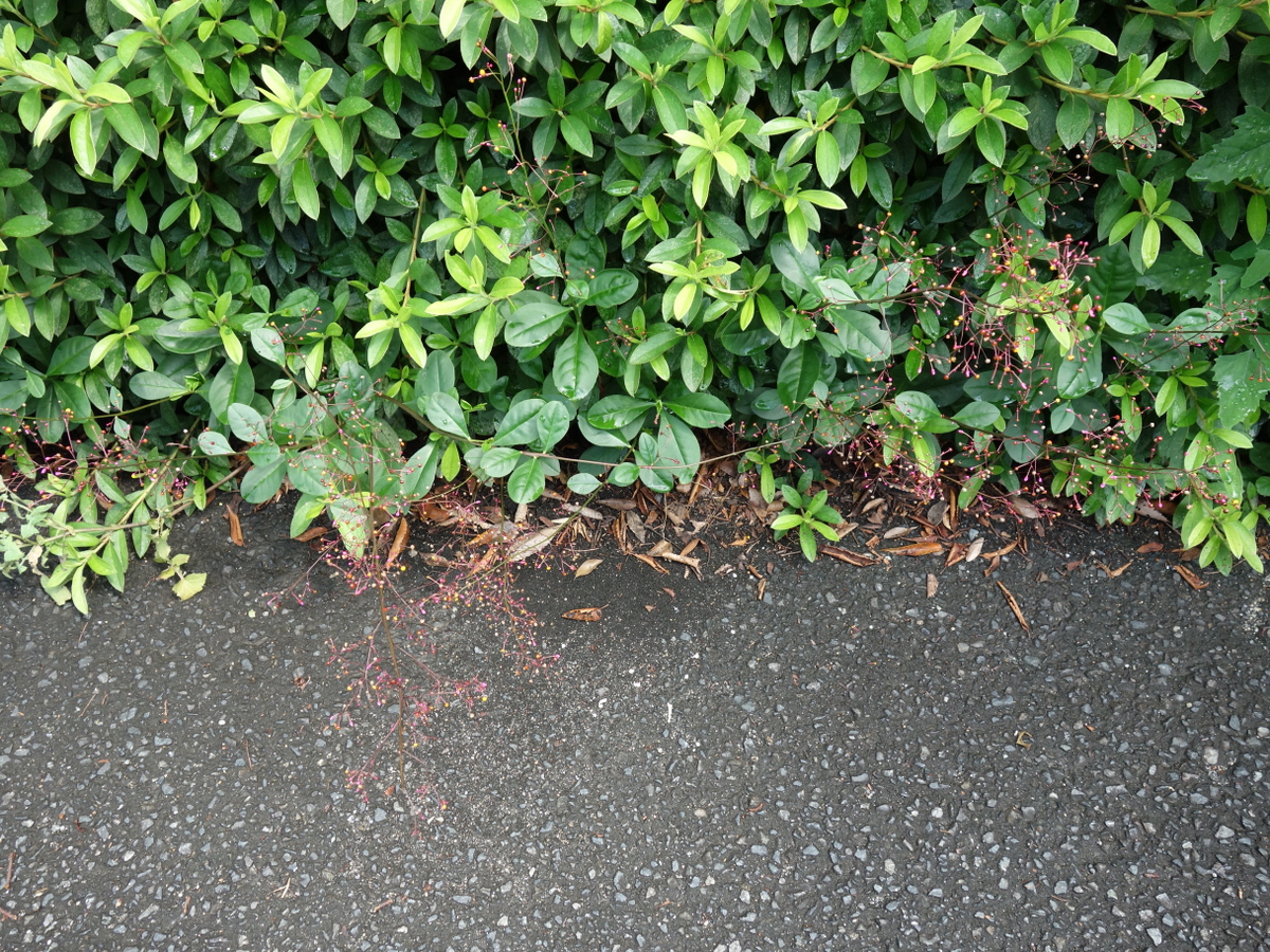 ハゼ ラン(爆蘭)