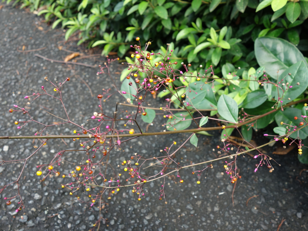 ハゼ ラン(爆蘭)