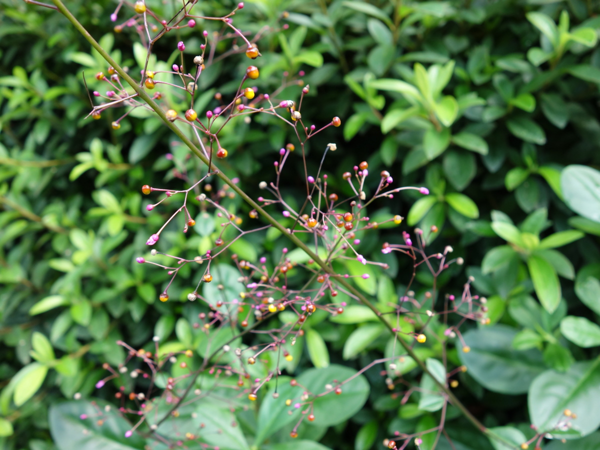 ハゼ ラン(爆蘭)