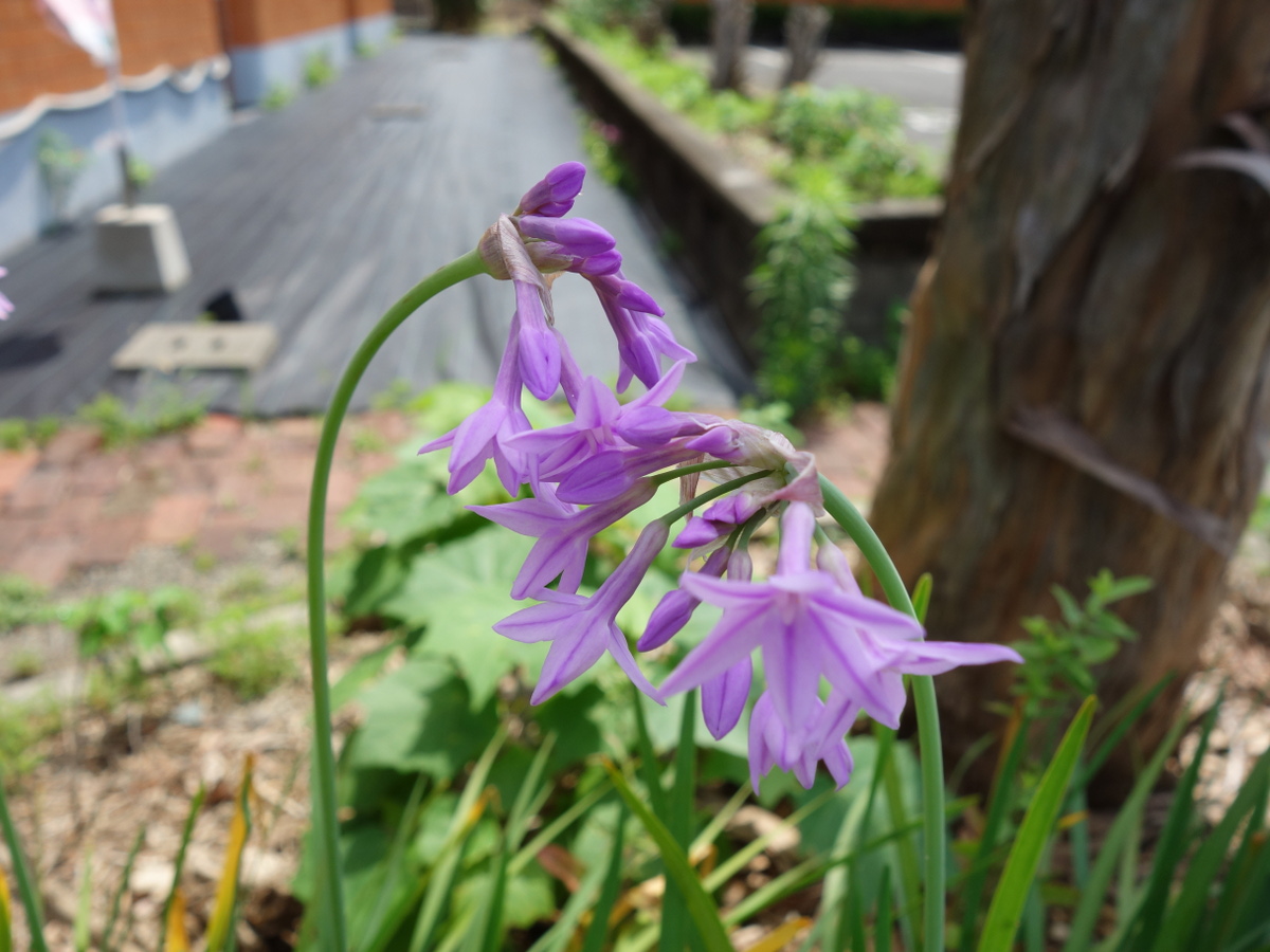 ツル バキア・ビオラセア