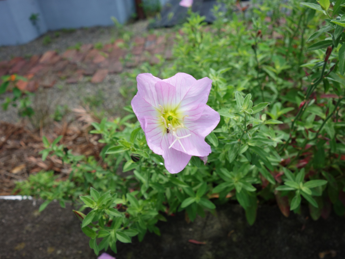 モモ イロヒルザキツキミソウ