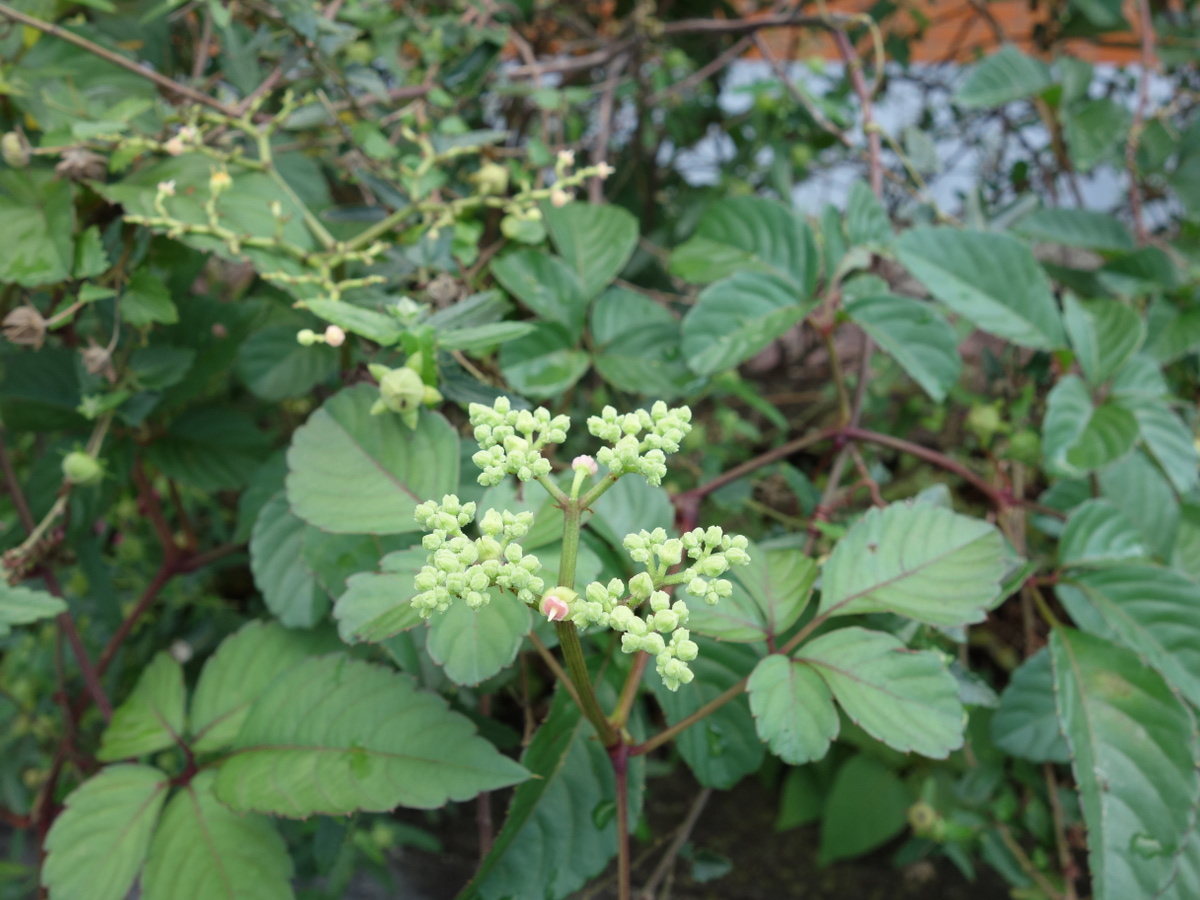 ヤブ ガラシ(藪枯・藪枯らし・烏蘞苺)