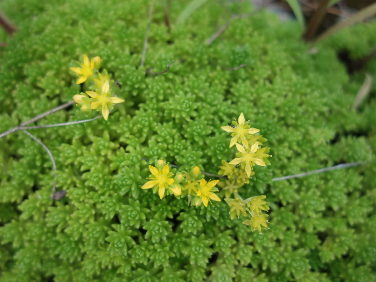 ツルマンネングサ（蔓万年草）