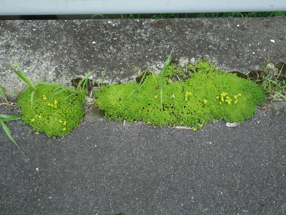 ツルマンネングサ（蔓万年草）