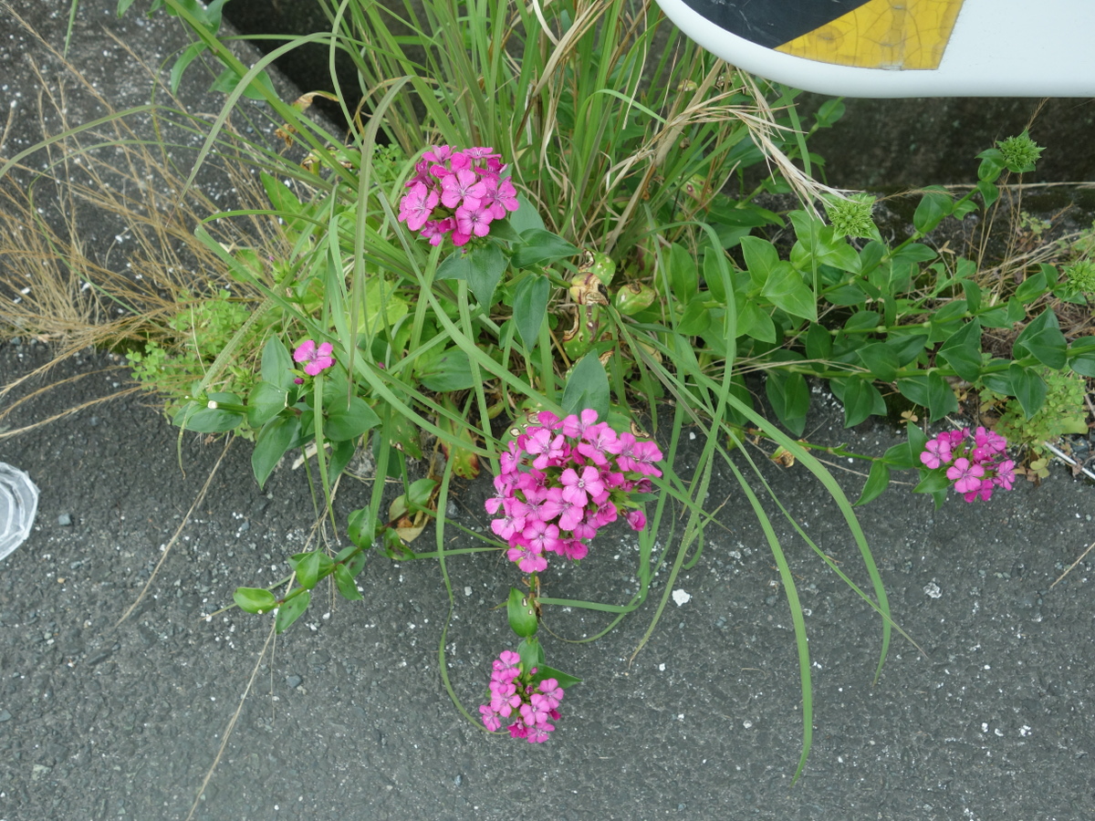 ハマ ナデシコ(浜撫子)・フジナデシコ(藤撫子)・ベニナデシコ(紅撫子)