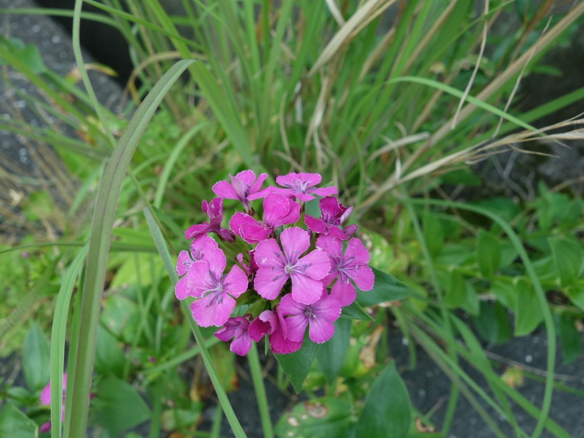 ハマ ナデシコ(浜撫子)・フジナデシコ(藤撫子)・ベニナデシコ(紅撫子)