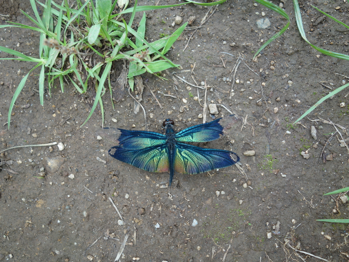 チョ ウトンボ(蝶蜻蛉)