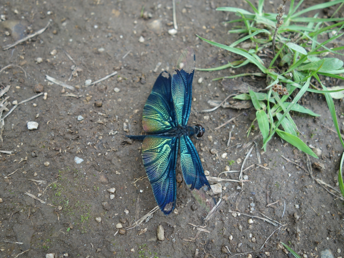 チョ ウトンボ(蝶蜻蛉)