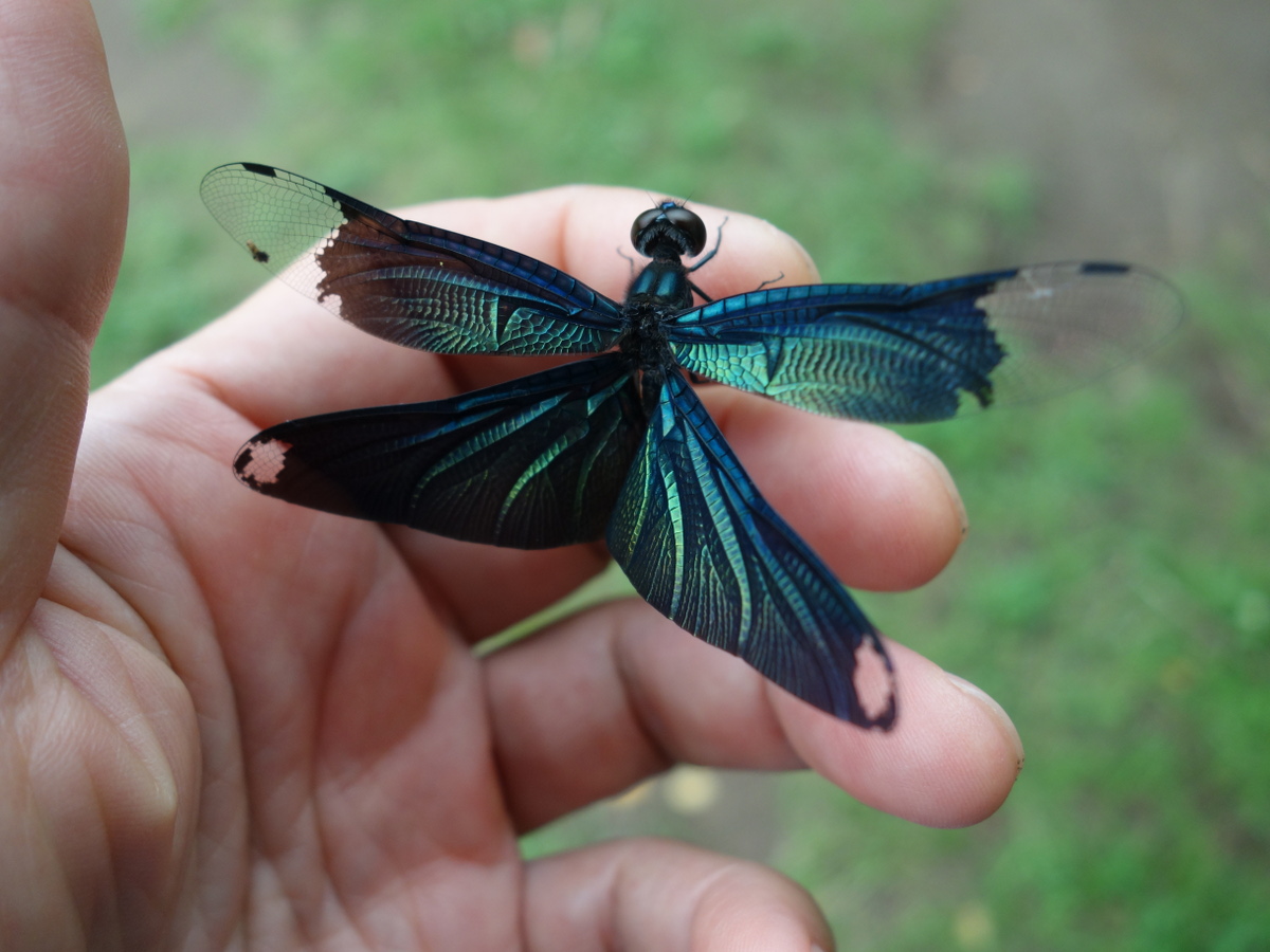 チョ ウトンボ(蝶蜻蛉)