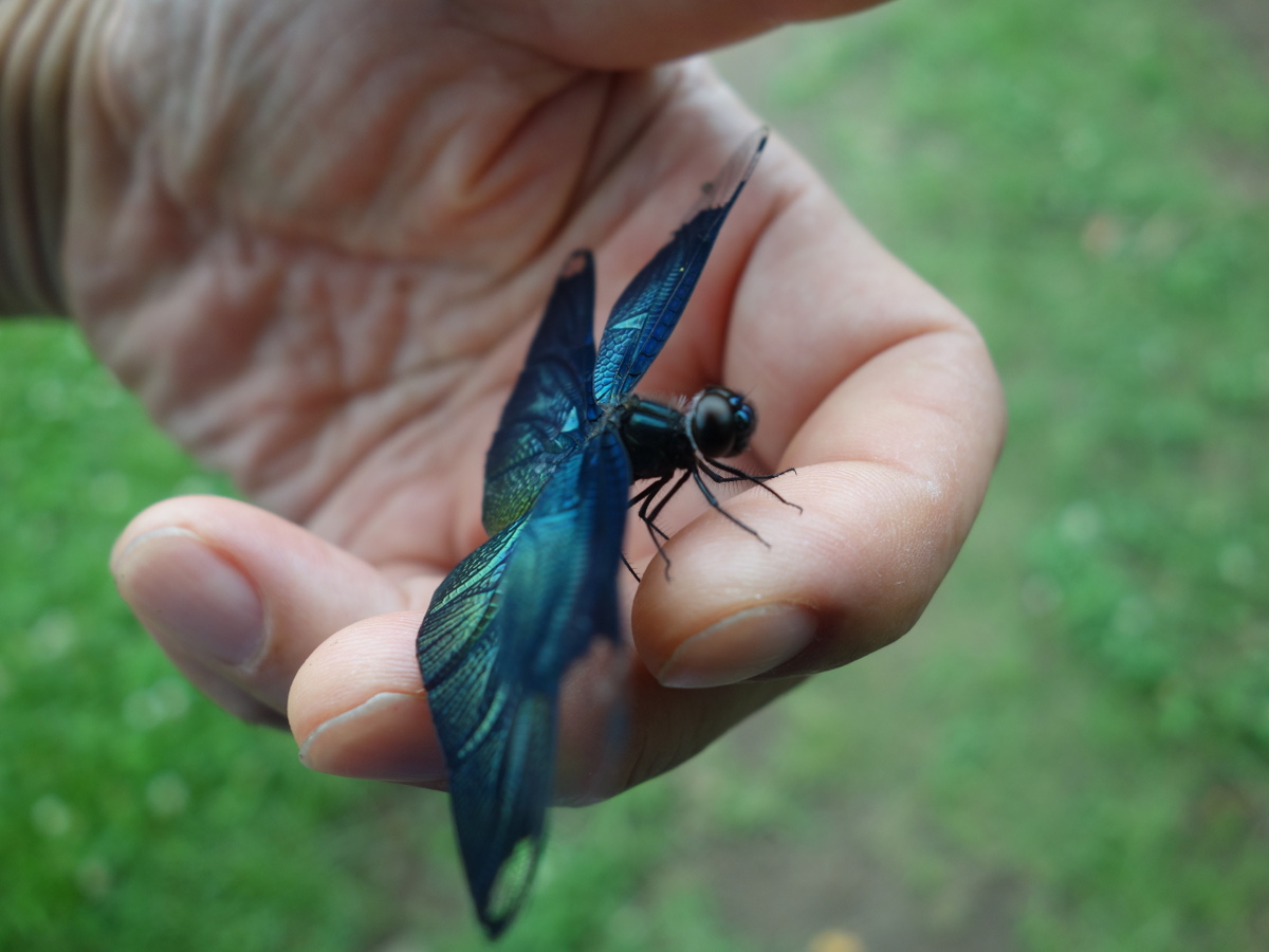 チョ ウトンボ(蝶蜻蛉)