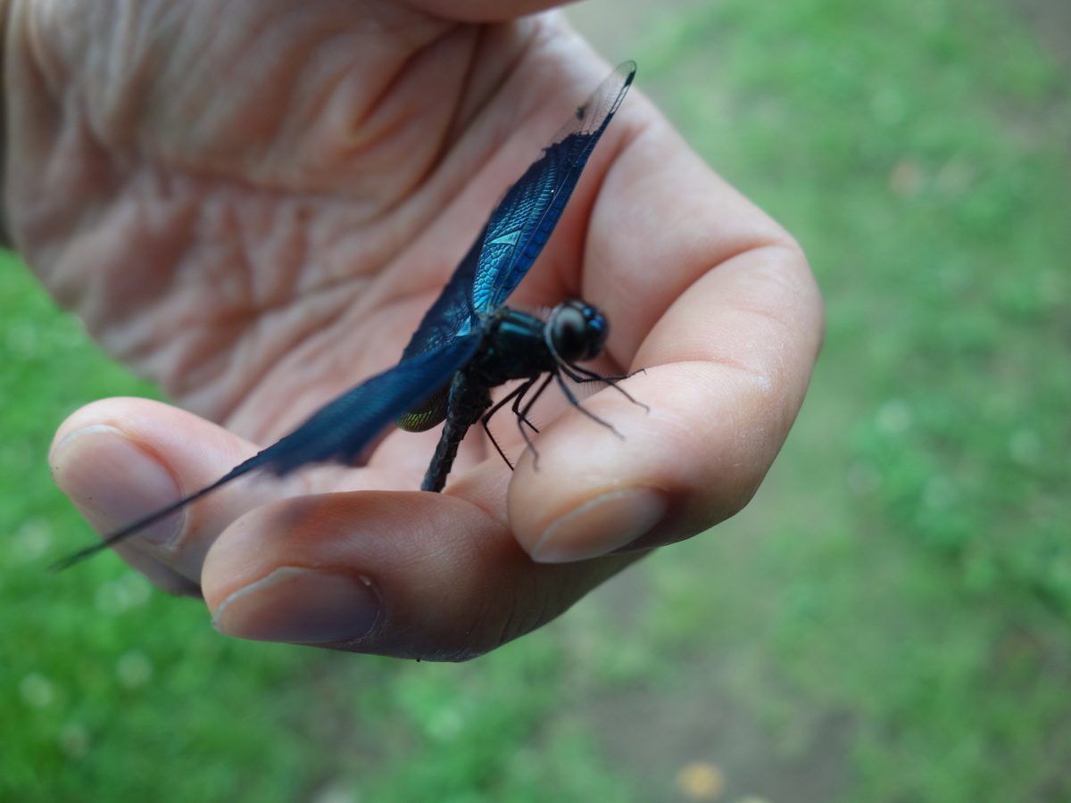 チョ ウトンボ(蝶蜻蛉)