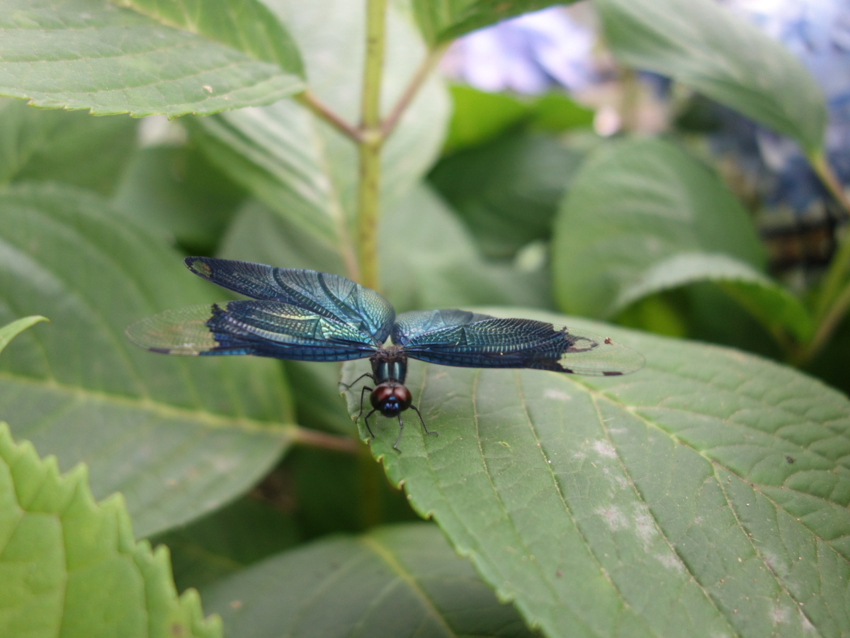 チョ ウトンボ(蝶蜻蛉)