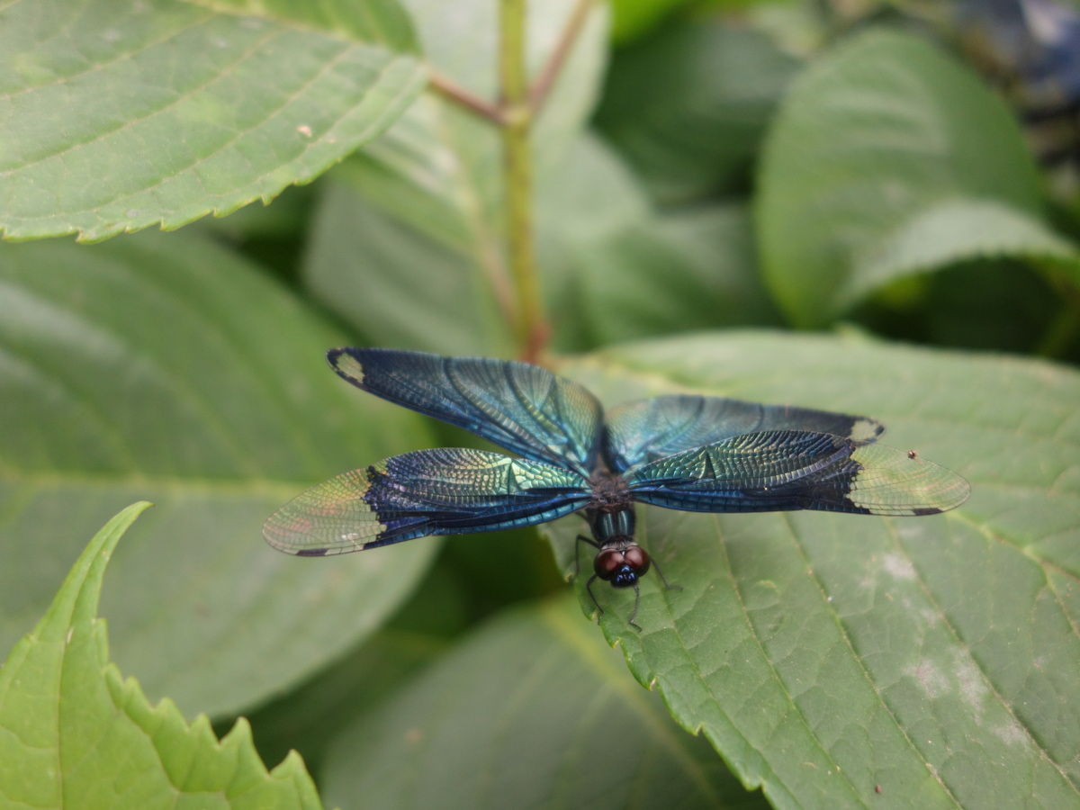 チョ ウトンボ(蝶蜻蛉)