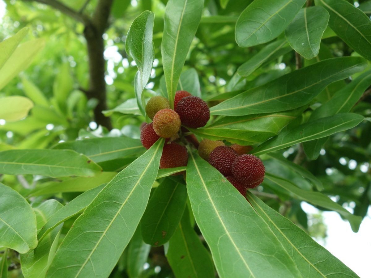 ヤマ モモ(山桃)