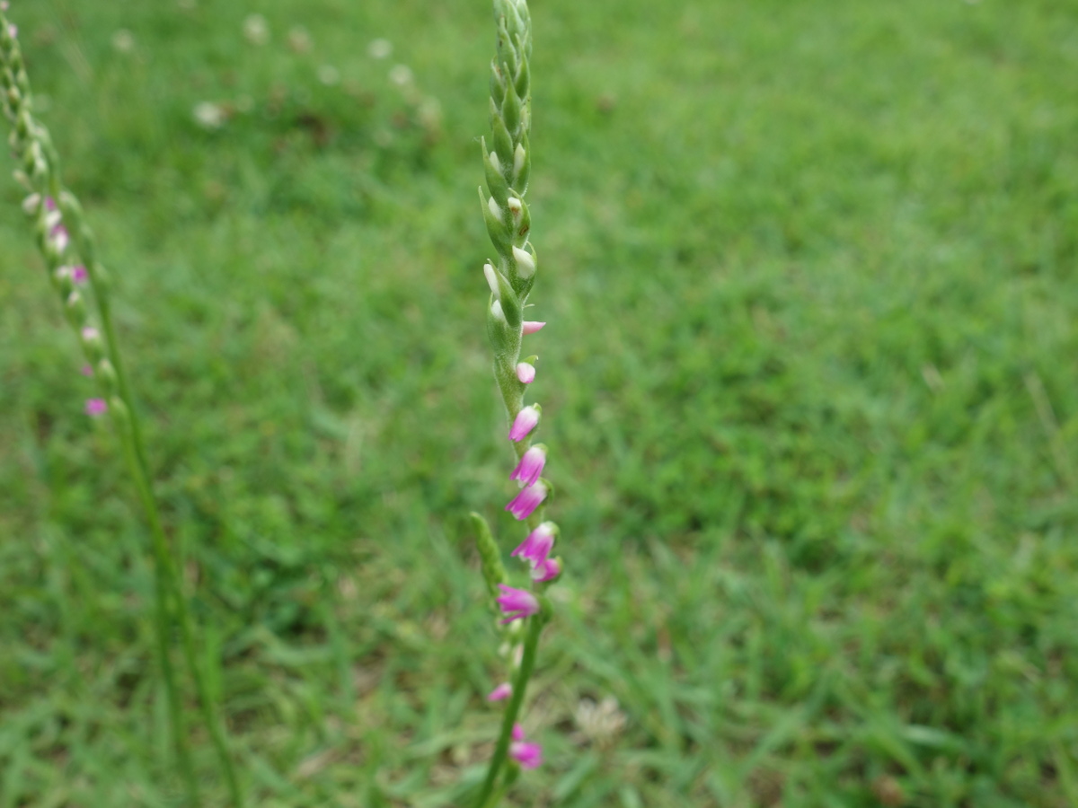 ネジ バナ(捩花)