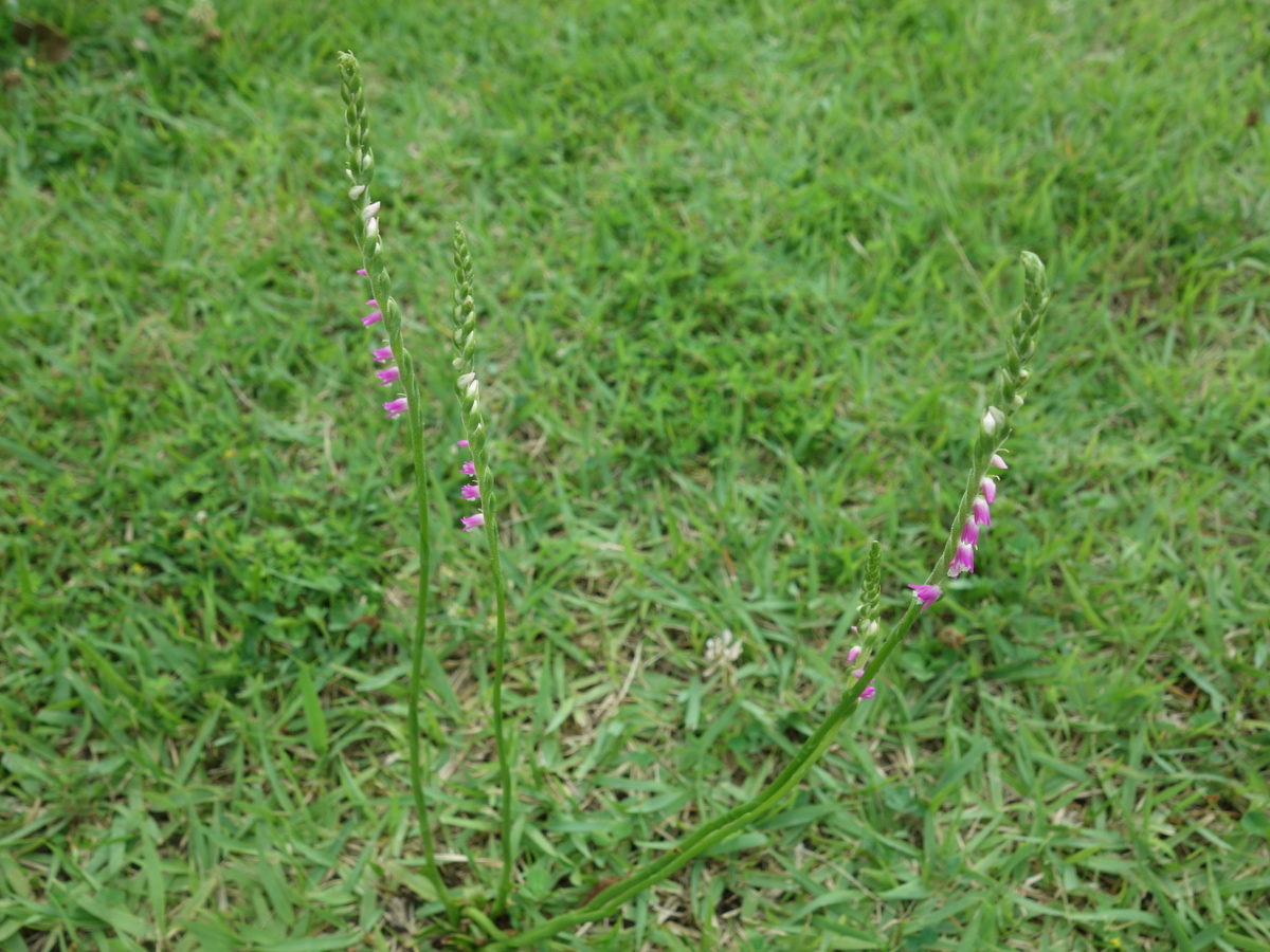 ネジ バナ(捩花)