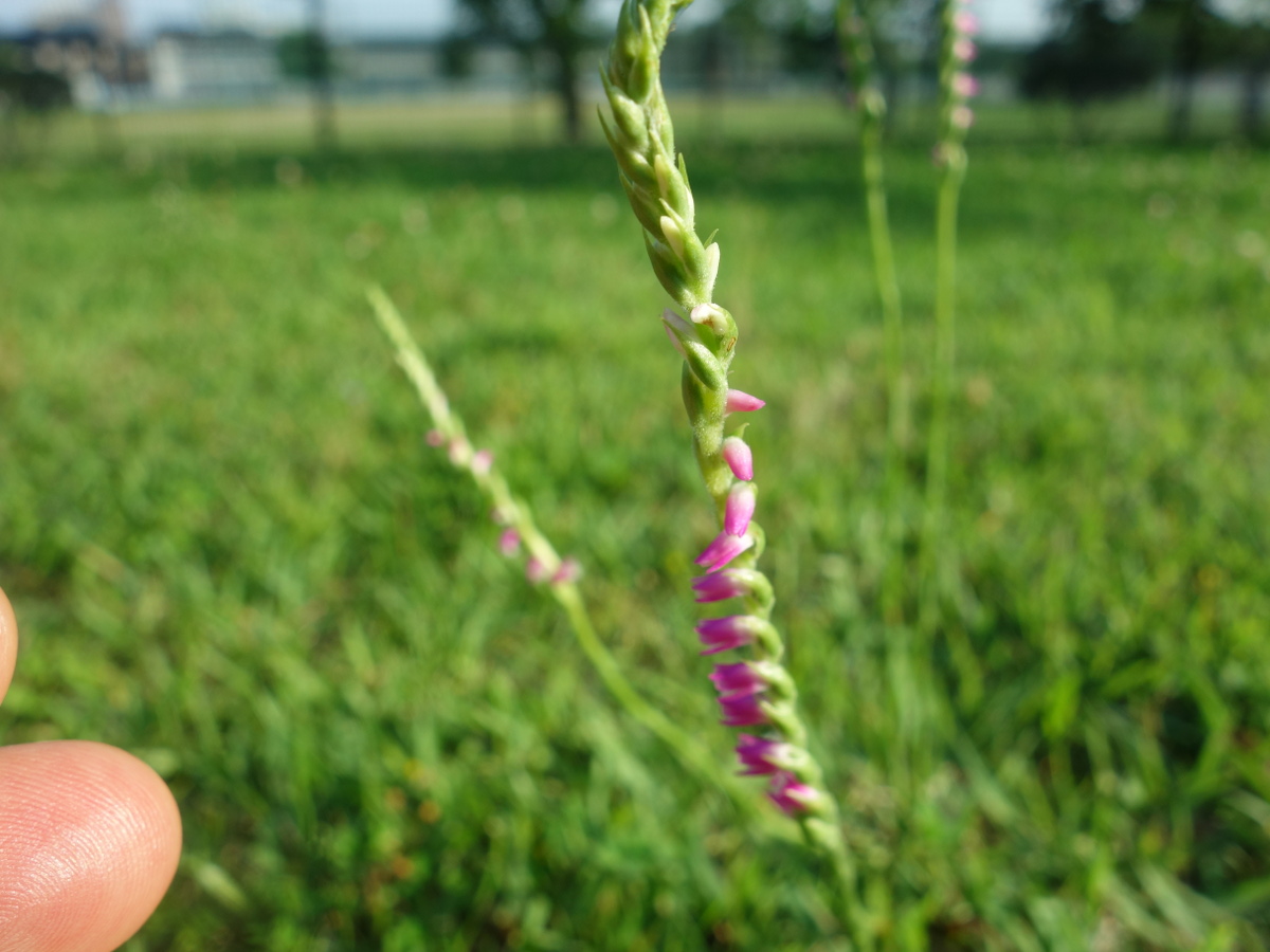 ネジ バナ(捩花)