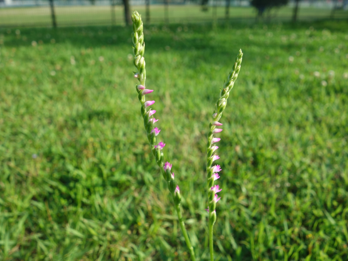 ネジ バナ(捩花)