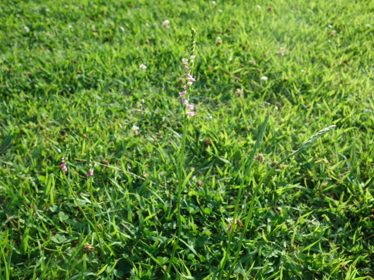 ネジ バナ(捩花)