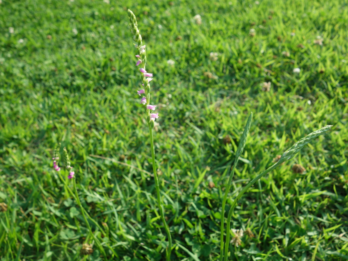 ネジ バナ(捩花)