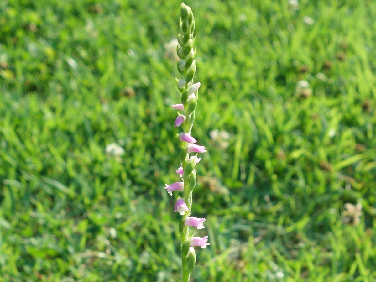 ネ ジバナ(捩花)