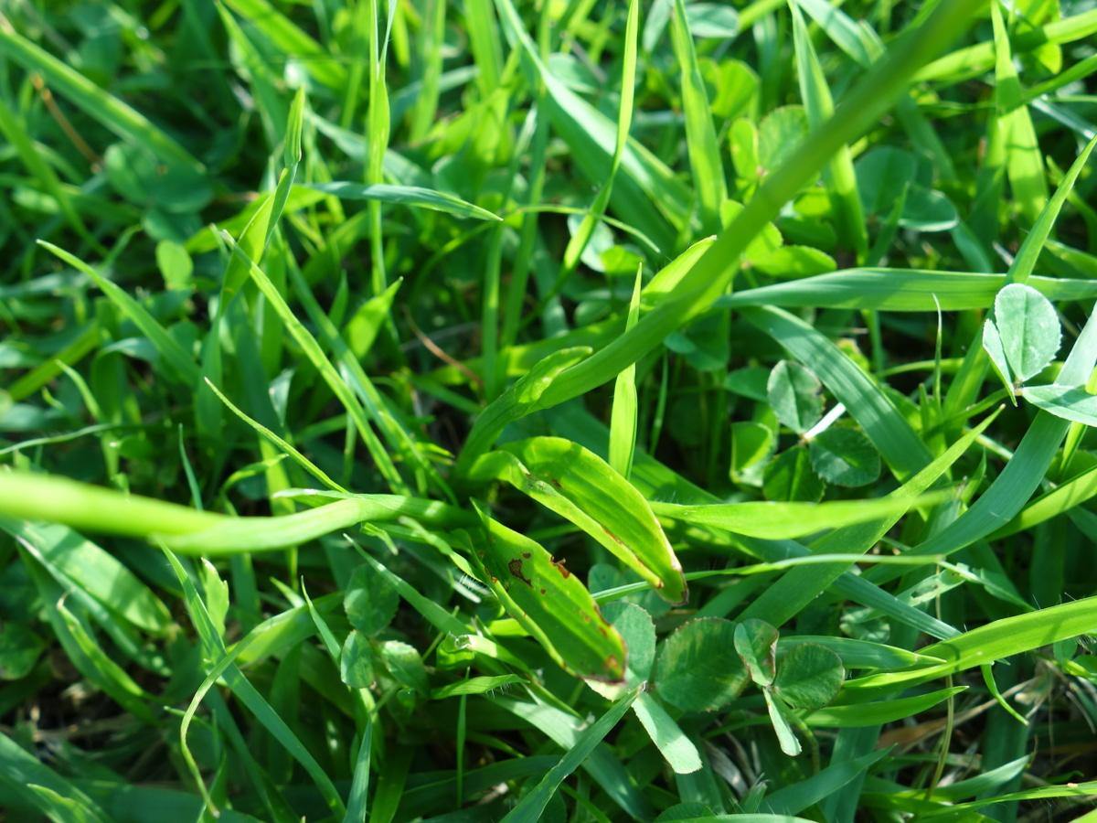 ネジ バナ(捩花)