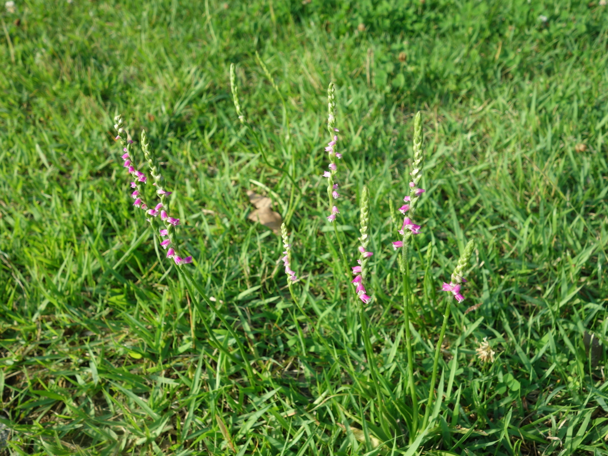 ネジ バナ(捩花)