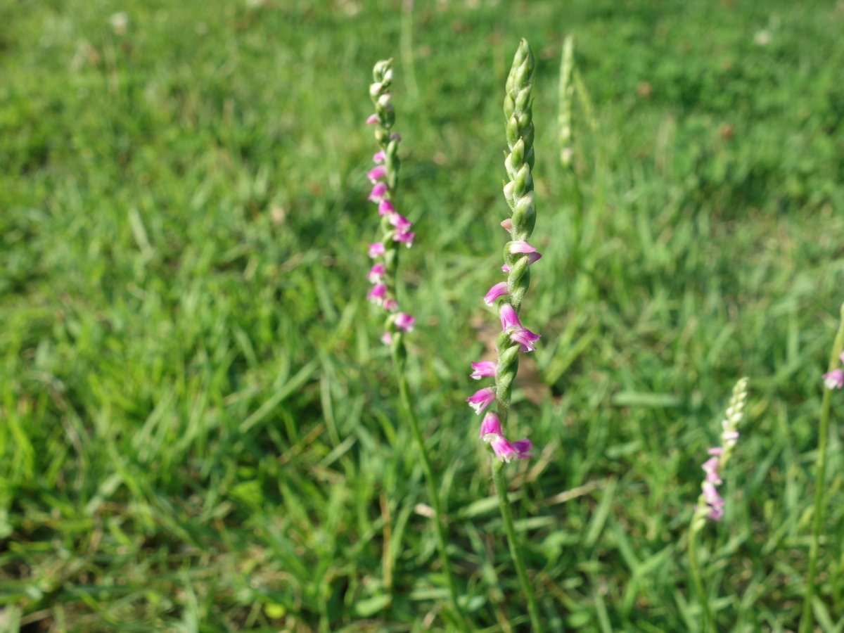 ネジ バナ(捩花)