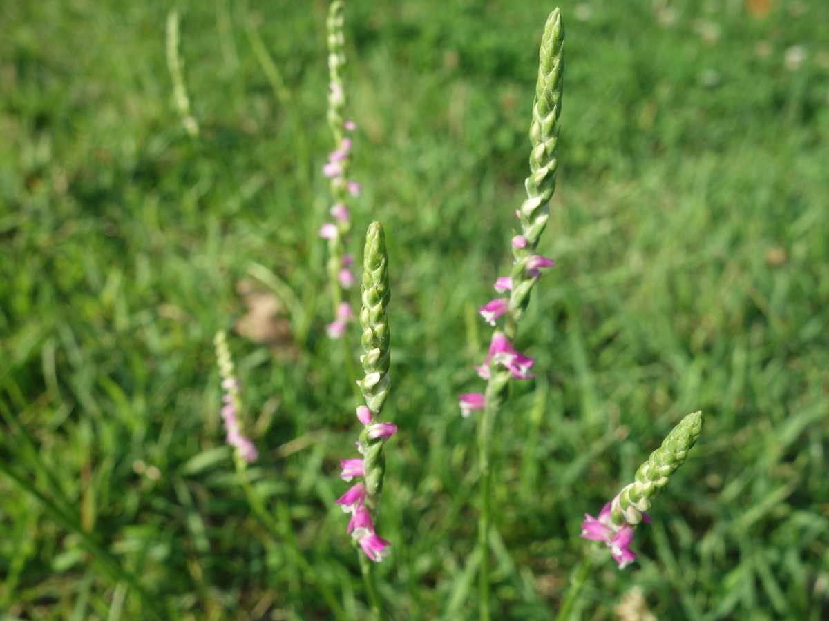 ネジ バナ(捩花)