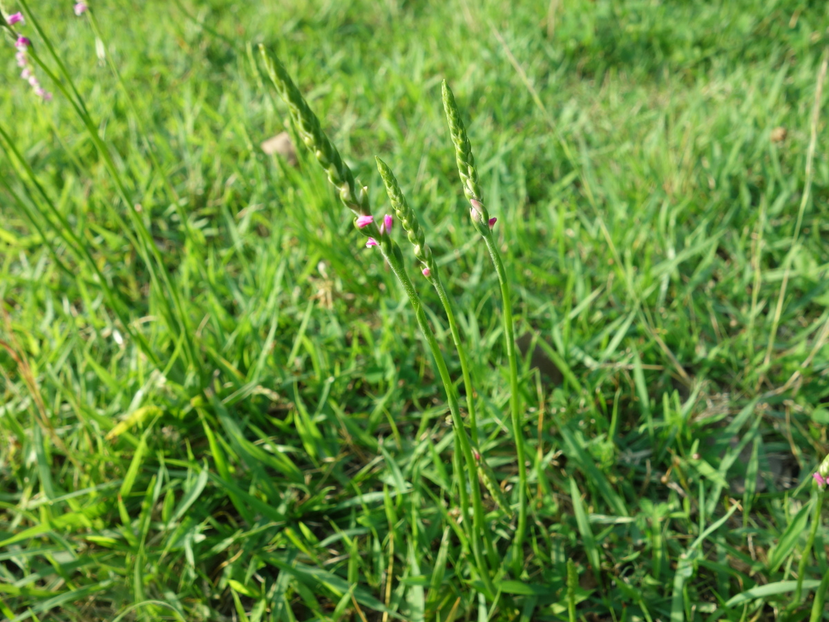 ネジ バナ(捩花)