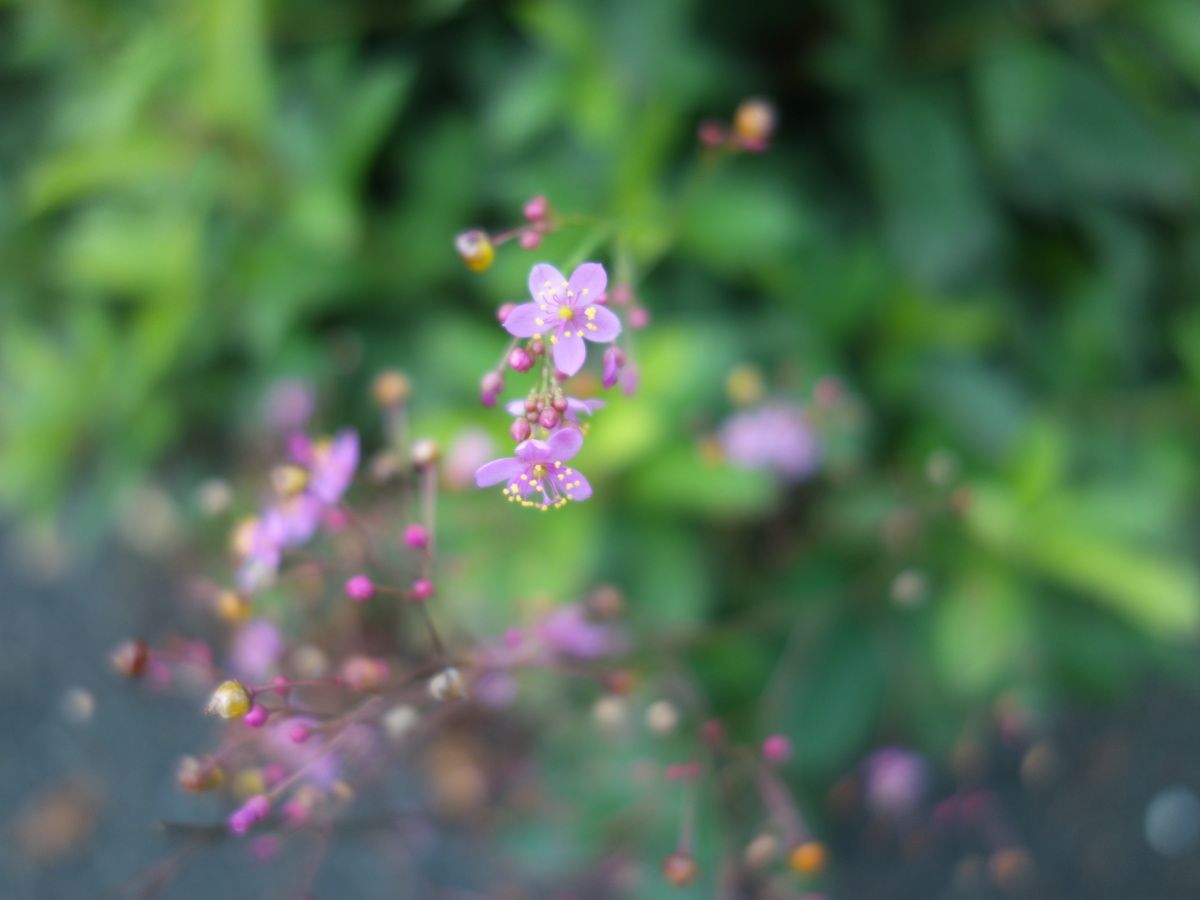 ハゼ ラン(爆蘭)