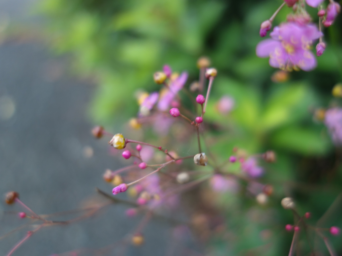 ハゼ ラン(爆蘭)